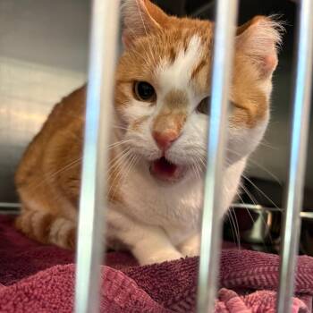 Rocco -  Domestic Short Hair Cat Available for Adoption in West Des Moines, Iowa - Rocco | PetCurious