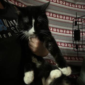 Domestic Long Hair Cats Available for Adoption - Sacramento | PetCurious