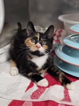 Emma -  Domestic Short Hair Cat for Adoption in Westland, Michigan - Emma | PetCurious