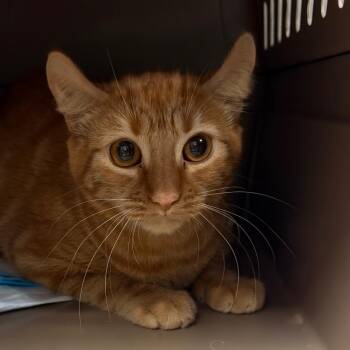 Mario -  Domestic Short Hair Cat for Adoption in Salt Lake City, Utah - Mario | PetCurious