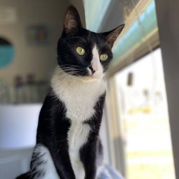 American Shorthair Cats Available for Adoption - My Shadow (Royal) | PetCurious