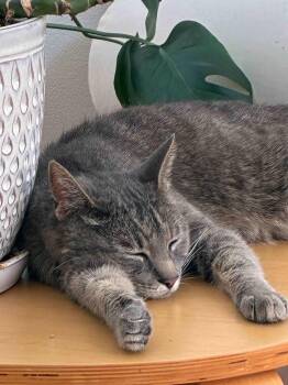 Domestic Short Hair and Tabby Cats Available for Adoption in Chandler, Arizona - Bunny Colorado | PetCurious