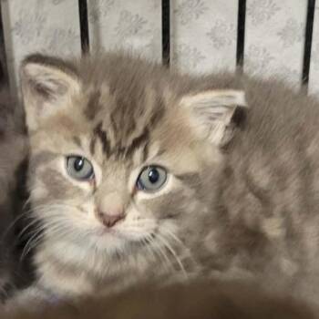 Nebula -  Domestic Short Hair Cat for Adoption in Danbury, Connecticut - Nebula | PetCurious