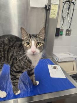 PAL -  Domestic Short Hair Cat for Adoption in Hagerstown, Maryland - PAL | PetCurious