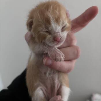 Lasso -  Domestic Short Hair Cat for Adoption in Ottawa, Kansas - Lasso | PetCurious