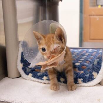 Jo -  Domestic Short Hair Cat for Adoption in Pasadena, California - Jo | PetCurious
