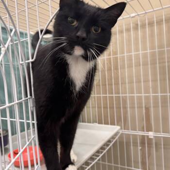 Domestic Short Hair Cats Available for Adoption in Mokena, Illinois - Big Bill | PetCurious