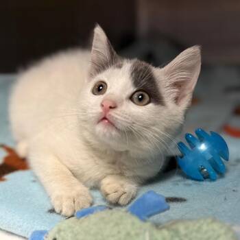 Paperclip -  Domestic Short Hair Cat for Adoption in Cumming, Georgia - Paperclip | PetCurious