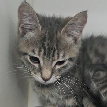 Teensy -  Domestic Short Hair Cat for Adoption in Columbus, North Carolina - Teensy | PetCurious