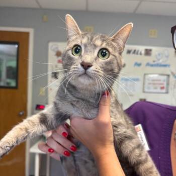 Marisol -  Domestic Short Hair Cat for Adoption in Austin, Texas - Marisol | PetCurious