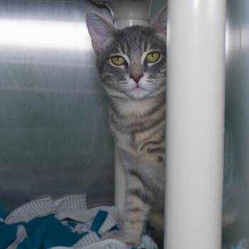 Beach Ball -  Domestic Short Hair Cat for Adoption in Seattle, Washington - Beach Ball | PetCurious