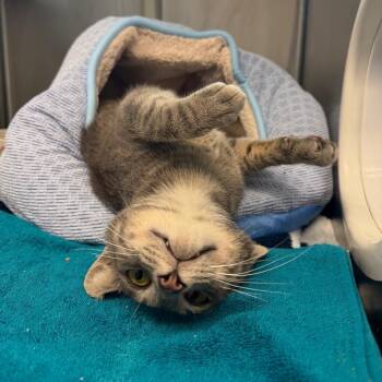 Peanut -  Domestic Short Hair Cat for Adoption in Fairport, New York - Peanut | PetCurious