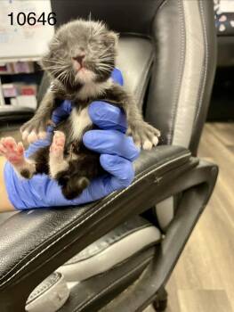 10646 -  American Shorthair Cat for Adoption in Victorville, California - 10646 | PetCurious