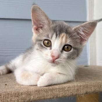 Dove -  Domestic Short Hair Cat for Adoption in Panama City, Florida - Dove | PetCurious
