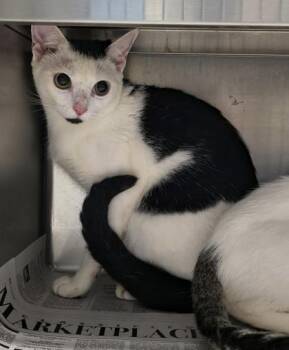 Winnie $50 -  Domestic Short Hair Cat for Adoption in Seneca, South Carolina - Winnie $50 | PetCurious