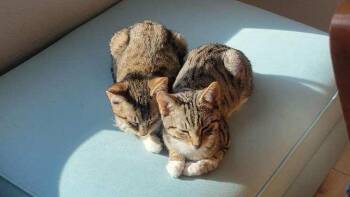Sophia -  Domestic Short Hair Cat for Adoption in South Bend, Indiana - Sophia | PetCurious