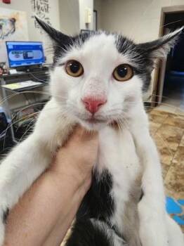 Dice $75 at Petco Seneca -  Domestic Short Hair Cat for Adoption in Seneca, South Carolina - Dice $75 At Petco Seneca | PetCurious