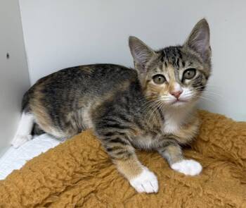 Walnut Grove -  Domestic Short Hair Cat for Adoption in INDN HBR BCH, Florida - Walnut Grove | PetCurious
