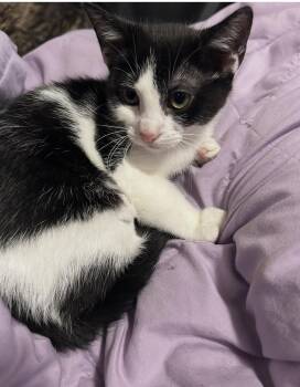 Nala -  Domestic Short Hair Cat for Adoption in Cortland, New York - Nala | PetCurious
