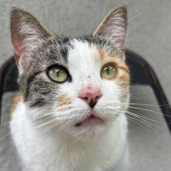 Domestic Short Hair Cats Available for Adoption in Austin, Texas - Confetti | PetCurious