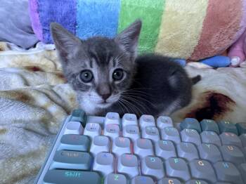 Domestic Short Hair Cats Available for Adoption in Lincoln, California - Odessa | PetCurious