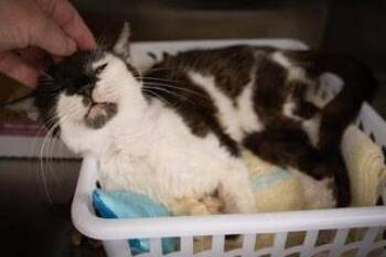 Pollie (FCID# 07/06/2026 - 17 Trainer) -  Domestic Short Hair Cat for Adoption in Greenville, Delaware - Pollie (FCID# 07/06/2026 - 17 Trainer) | PetCurious