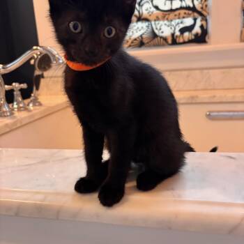 Rescue Domestic Short Hair Cats for Adoption in Campton Hills, Illinois - Jasper | PetCurious