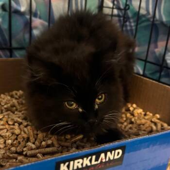 Domestic Long Hair Cats Available for Adoption in Spokane, Washington - Cosmopolitan | PetCurious