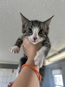 Stu -  Domestic Short Hair Cat for Adoption in West Memphis, Arkansas - Stu | PetCurious