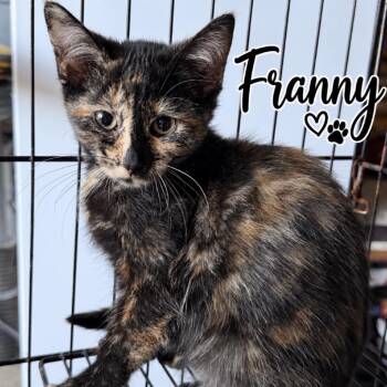 Franny (PM group) -  Domestic Medium Hair Cat for Adoption in Lancaster, Ohio - Franny (PM Group) | PetCurious