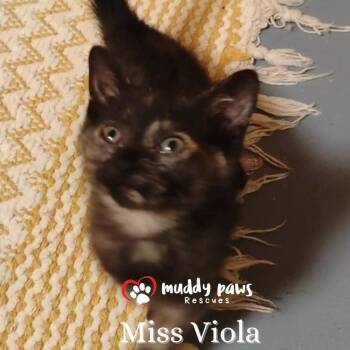 Rescue Domestic Short Hair Cats for Adoption in Council Bluffs, Iowa - Genteel Southern Belles: Miss Viola | PetCurious