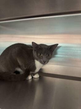 Nickle -  Domestic Short Hair Cat for Adoption in Hilton Head Island, South Carolina - Nickle | PetCurious
