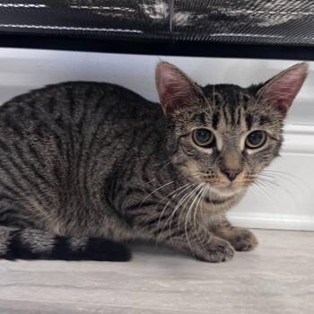Tiger Cats Available for Adoption in East Northport, New York - Cookie | PetCurious