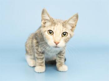 LAYLA -  Domestic Short Hair Cat for Adoption in Phoenix, Arizona - LAYLA | PetCurious