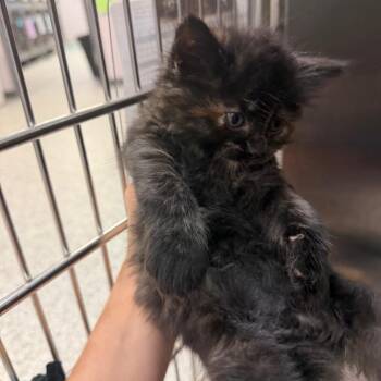 Katara -  Domestic Short Hair Cat for Adoption in Port Charlotte, Florida - Katara | PetCurious
