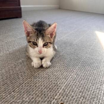 Toad -  Domestic Short Hair Cat for Adoption in New York, New York - Toad | PetCurious