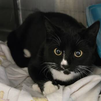 Rescue Domestic Short Hair Cats for Adoption in Tawas City, Michigan - Liam | PetCurious