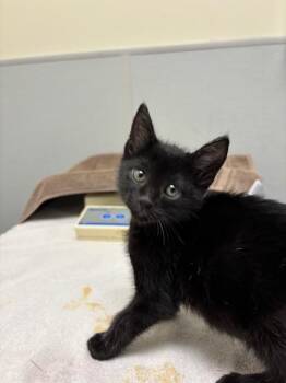 Domestic Short Hair Cats Available for Adoption in Leesburg, Virginia - PHEOBE | PetCurious