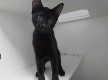 Argon -  Domestic Short Hair Cat for Adoption in Bossier City, Louisiana - Argon | PetCurious