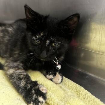 Lou Anne -  Domestic Short Hair Cat for Adoption in Murray, Utah - Lou Anne | PetCurious