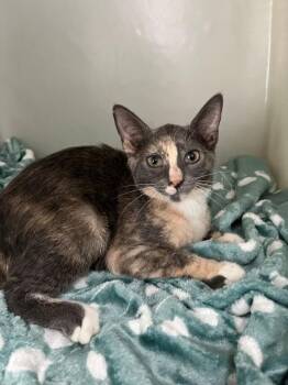 Frida -  Calico Cat for Adoption in Genoa, Illinois - Frida | PetCurious