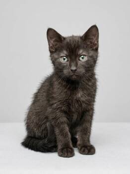 Stinky Inky -  Domestic Short Hair Cat for Adoption in Quail Heights, Florida - Stinky Inky | PetCurious