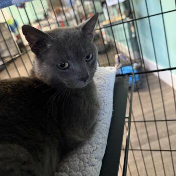 Jeff -  Domestic Short Hair Cat for Adoption in Marion, Virginia - Jeff | PetCurious