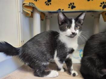 KELLIE -  Domestic Short Hair Cat for Adoption in Salinas, California - KELLIE | PetCurious