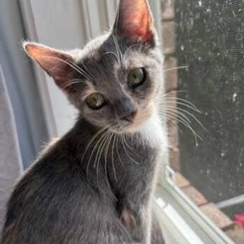 Blossom -  Domestic Short Hair Cat for Adoption in Milan, Illinois - Blossom | PetCurious