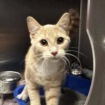 Harvest (& Hallow) -  Domestic Short Hair Cat for Adoption in Oak Brook, Illinois - Harvest (& Hallow) | PetCurious