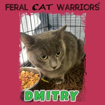 Rescue Domestic Short Hair Cats for Adoption in Kingman, Arizona - Dmitry | PetCurious