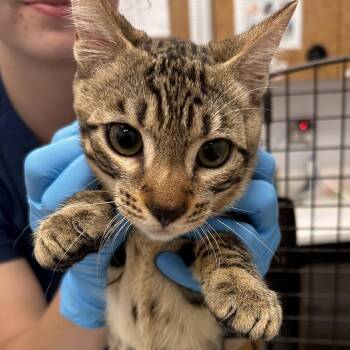 Pelor -  Domestic Short Hair Cat for Adoption in West Palm Beach, Florida - Pelor | PetCurious