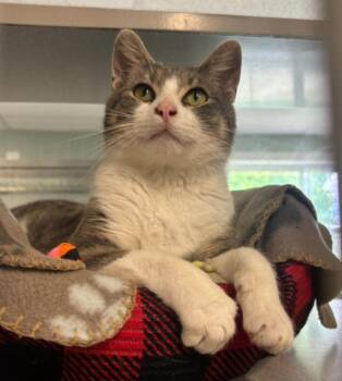 Clyde -  Domestic Short Hair Cat for Adoption in Viroqua, Wisconsin - Clyde | PetCurious