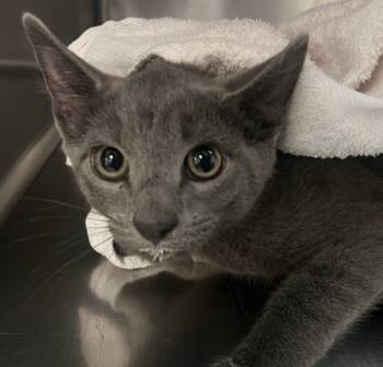 Rescue Domestic Short Hair Cats for Adoption in Raleigh, North Carolina - Gary | PetCurious